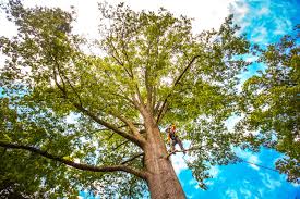 Best Organic Lawn Care Solutions  in Polk City, FL