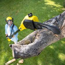 Best Lawn Disease Treatment  in Polk City, FL