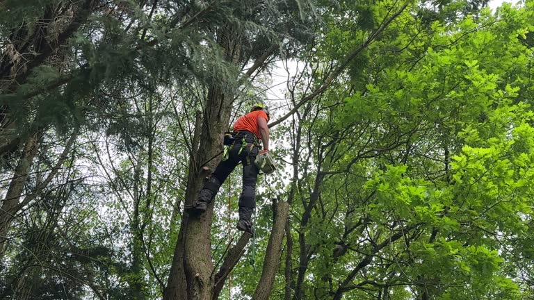 Best Tree Removal  in Polk City, FL
