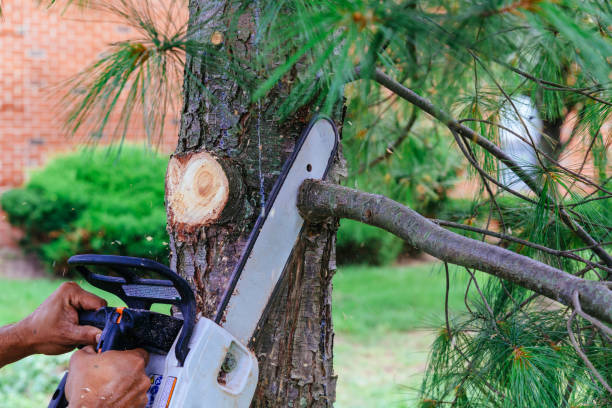 Best Firewood Processing and Delivery  in Polk City, FL